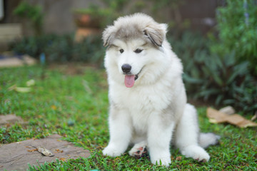 Gray small Alaskan malamute puppy sitting on green grass