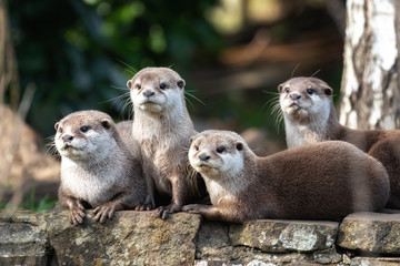 Four Oriental small-clawed otters