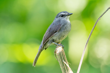 Bird in Uganda