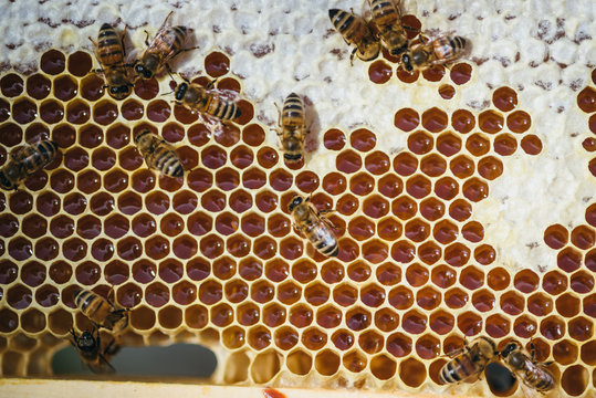 Bienen auf einer Bienenwabe