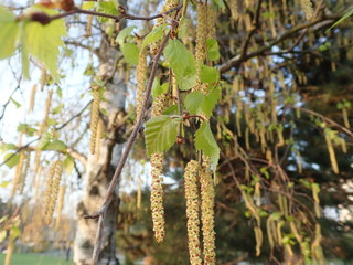   beautiful spring nature in a blossom