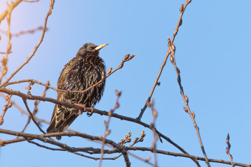 European starling in spring on tree branches.