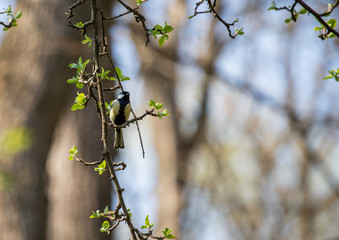 Bird on branch