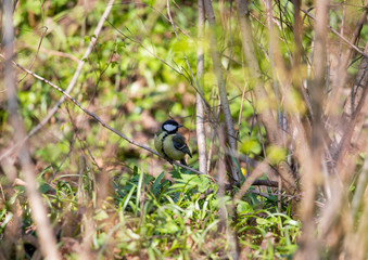 bird on a branch