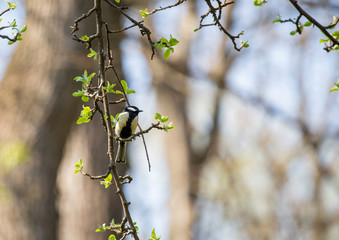 Bird on branch
