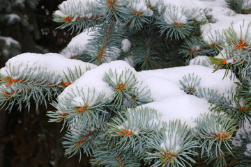 Christmas tree branch with snow