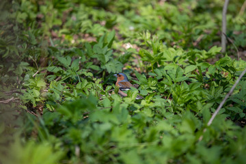 Bright bird