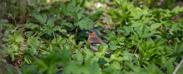 Bright bird