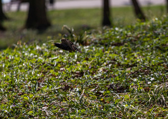 Bird take-off