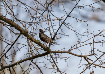 Beautiful bird on a tree