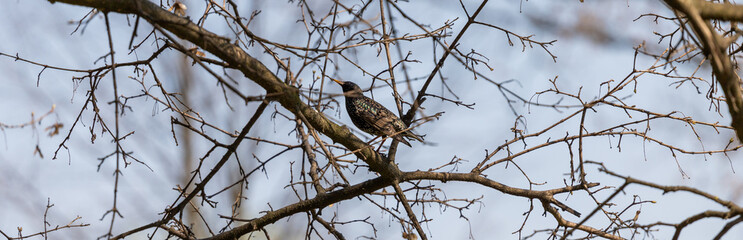 Beautiful bird on a tree