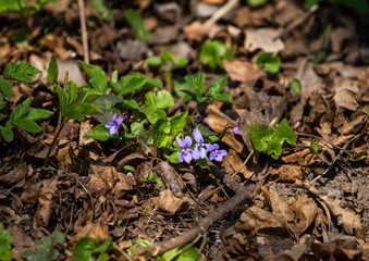 Flowers in garden