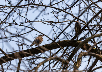 Bird on branch