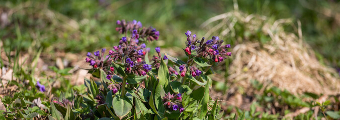Bees on flowers