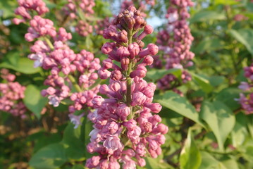   beautiful spring nature in a blossom