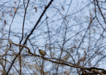 Bird on a tree
