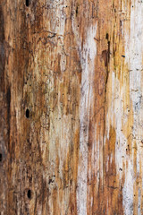 Weathered and distressed wood gain of a tree ~GRAIN~