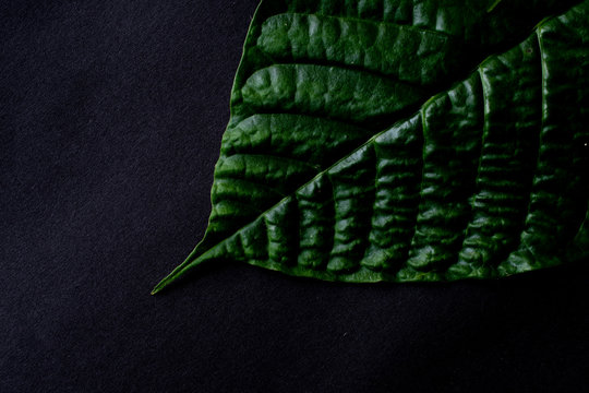 Green leaf on black backround with ntur style.