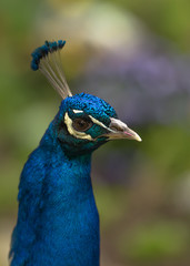 Obraz premium Pfau