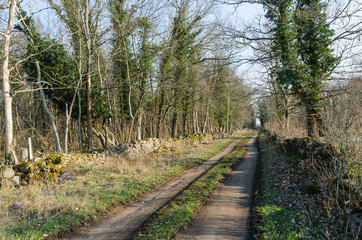 Dirt road through an Ivy covered forest