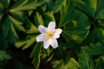 Close up from above of an Anemone Nemorosa, windflower standing in the sunlight from a sunset in Pålsjö Forest in Helsingborg, Sweden as an early sign of spring. 