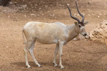 Fototapeten Antilope A critically endangered Addax (Addax nasomaculatus) also known as the screwhorn or white antelope  © KingmaPhotos