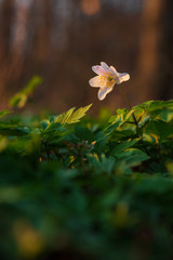 Close up of Anemone Nemorosa, windflower standing in the sunlight from a sunset in Pålsjö Forest in Helsingborg, Sweden as an early sign of spring. 