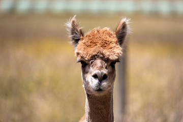 Alpaca animal in New Zealand