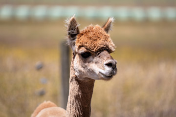Obraz premium Alpaca animal in New Zealand