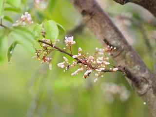 pink flower on blur nature background space  for write