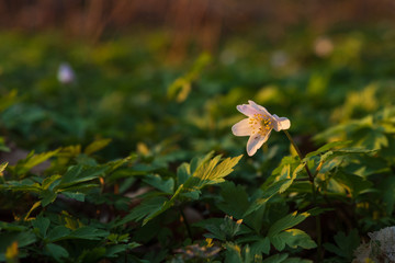 Close up of Anemone Nemorosa, windflower standing in the sunlight from a sunset in Pålsjö Forest in Helsingborg, Sweden as an early sign of spring. 