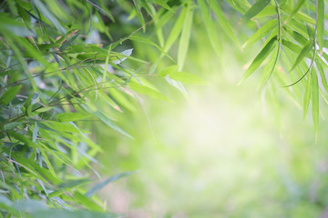 Close up beautiful view of nature bamboo leaf on blurred greenery tree background with sunlight in public garden park. It is landscape ecology and copy space for wallpaper and backdrop.-Image.