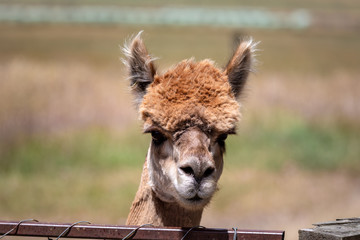 Alpaca animal in New Zealand