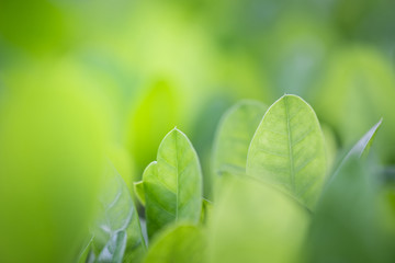 Close up beautiful view of nature green leaves on blurred greenery tree background with sunlight in public garden park. It is landscape ecology and copy space for wallpaper and backdrop.