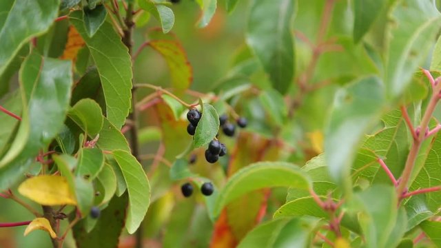 Maqui berry hanging from tree