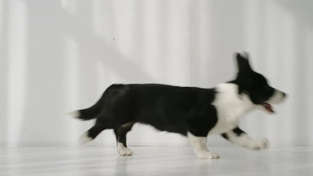 SLOW MOTION: Black and white corgi runs from left to right indoors in the day - Side view