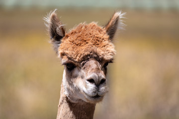 Obraz premium Alpaca animal in New Zealand
