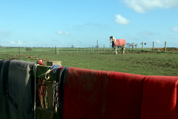 Focus on a horse in a field with blankets and harness draped over the fence in the foreground.
