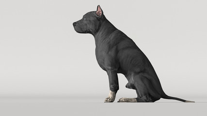 Pitbull dog sitting on floor white background 3d render