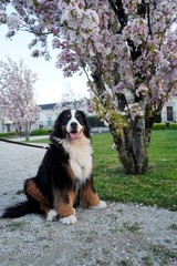 Bernese Mountain Dog sitting under the cherry tree in blossom, France