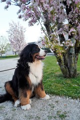 Bernese Mountain Dog sitting under the cherry tree blossom, looking away from the camera 