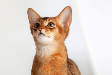 Abyssinian cat named Jam, 3 months.