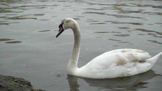 Swan in calm water swimming