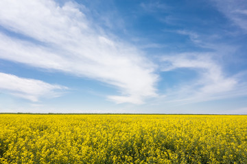 Spring landscape of rapeseed flowers field against a blue sky. Rapeseed oil and bio fuel.