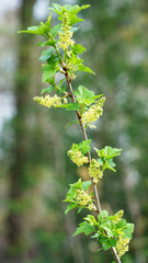 Naklejka premium New leaves in April.