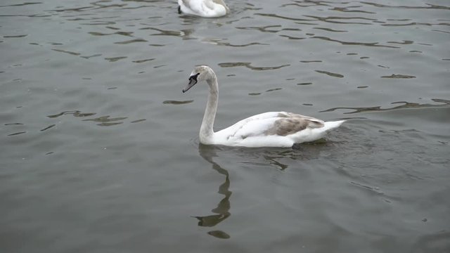 Swan in calm water swimming
