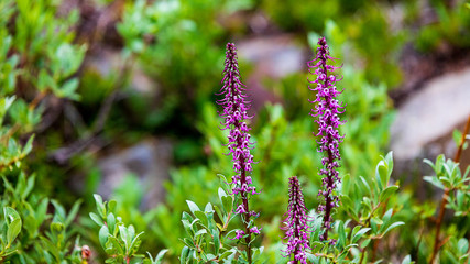 Elephantheads in Bloom