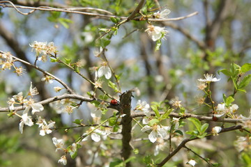 red ladybug on a branch of a blooming tree in spring