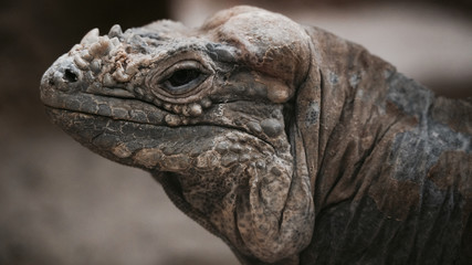 A headshot of an iguana at the zoo in Antwerp.