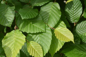 leaves, green, spring, plants, garden